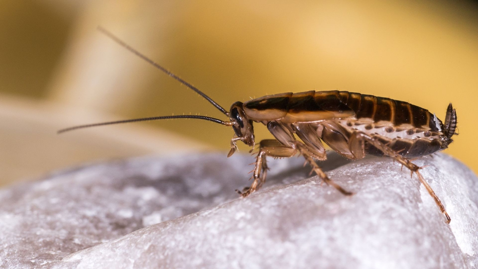 Cockroach Zapper: Researchers Turn To AI To Solve Pest Problem - Hire A